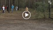 Biegacze w lesie podczas zawodów