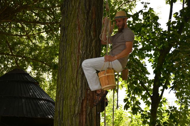 bartnik na drzewie