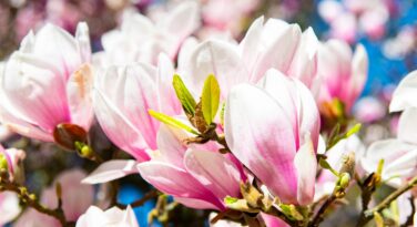 Kwitnące magnolie w Kórniku