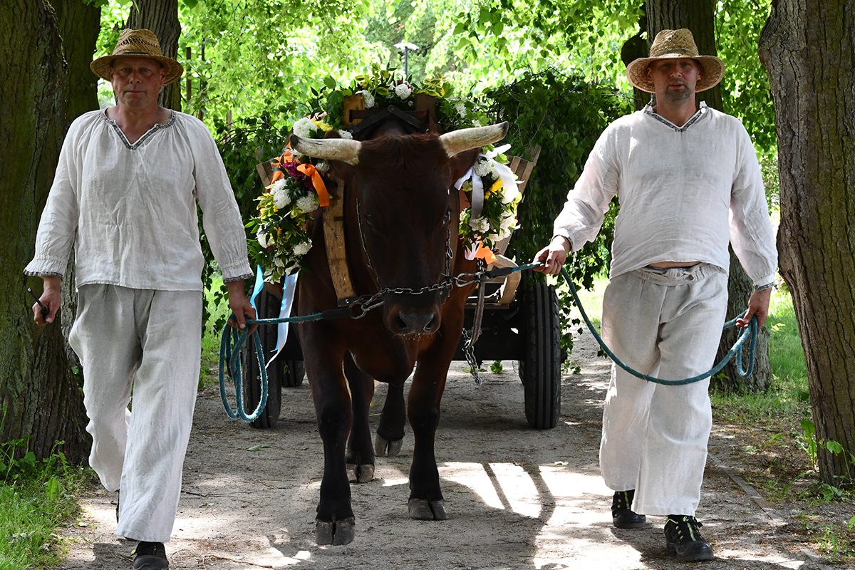 Zielonoświątkowe tradycje i folklor w Szreniawie